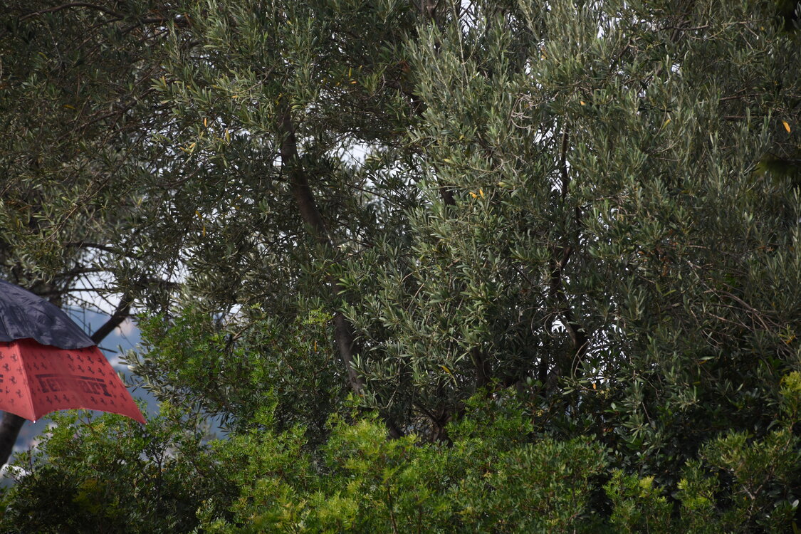 DSC_1715.JPG