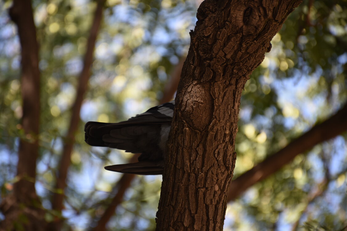 DSC_1982.JPG