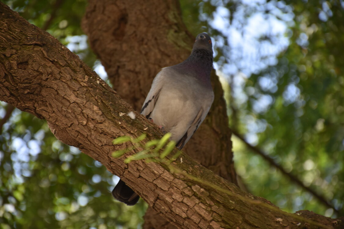 DSC_1984.JPG
