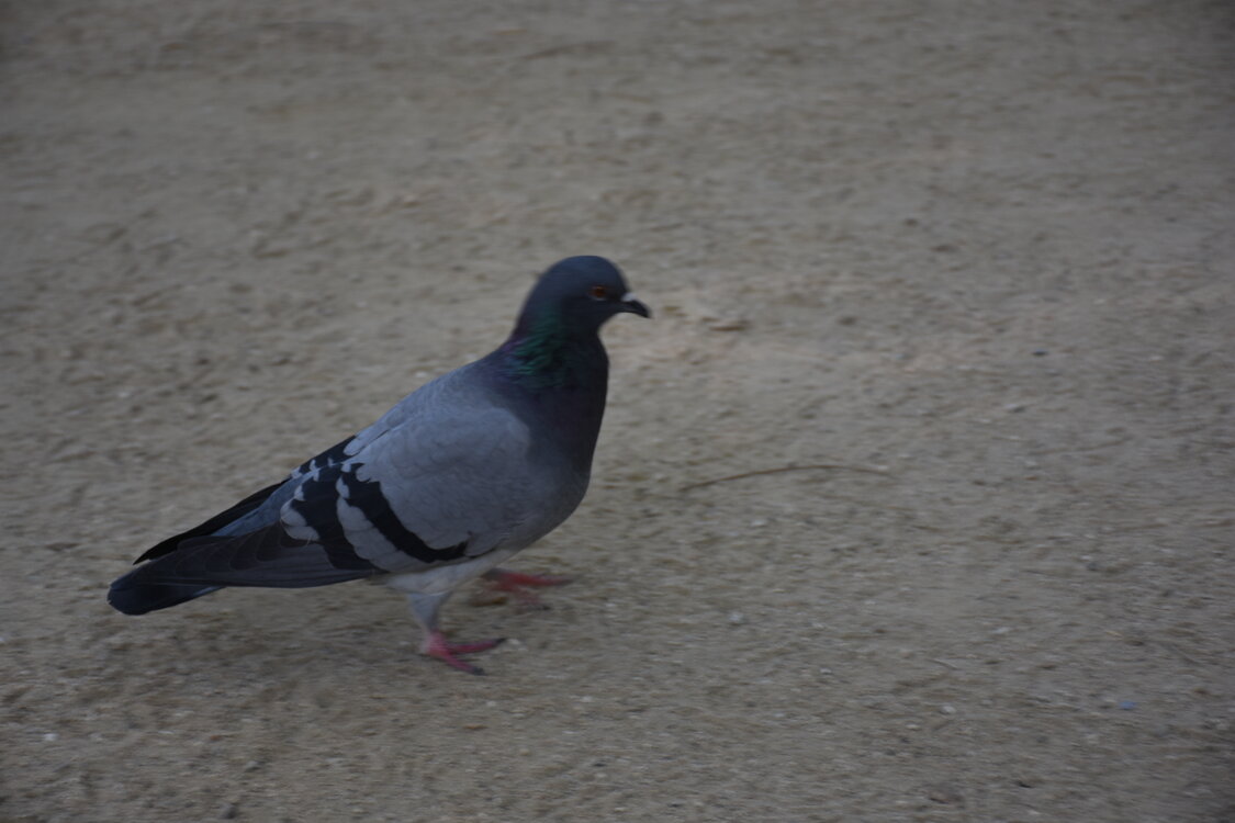 DSC_2004.JPG