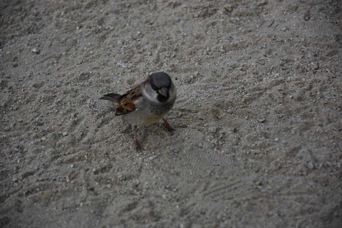 DSC_2008.JPG