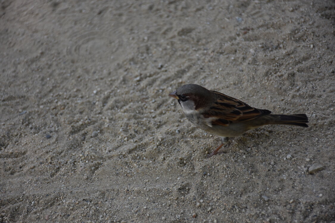DSC_2009.JPG