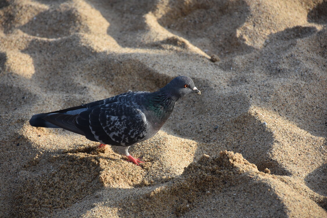 DSC_2058.JPG