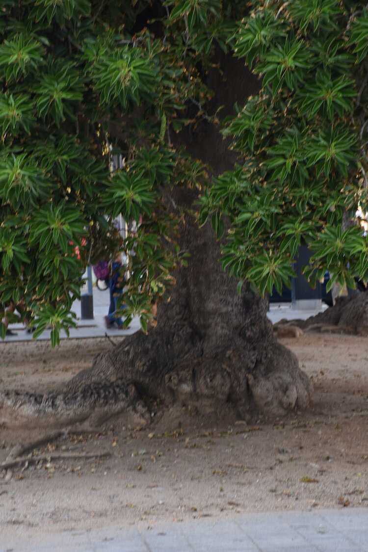 DSC_2088.JPG
