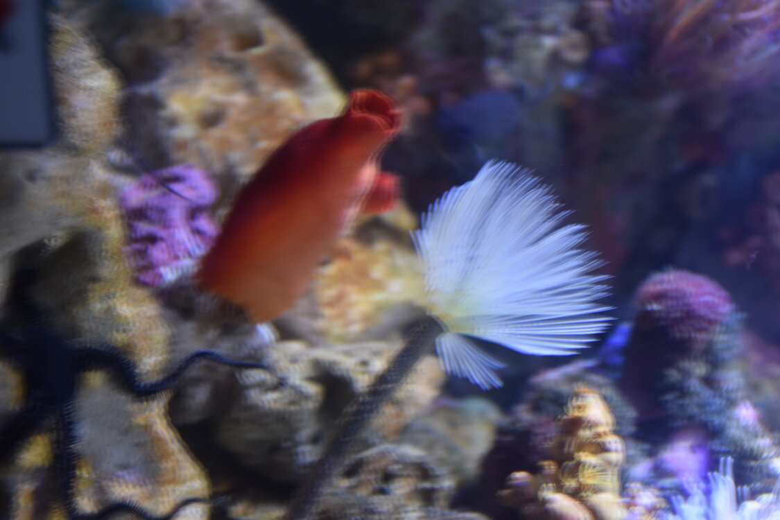 DSC_2147.JPG
