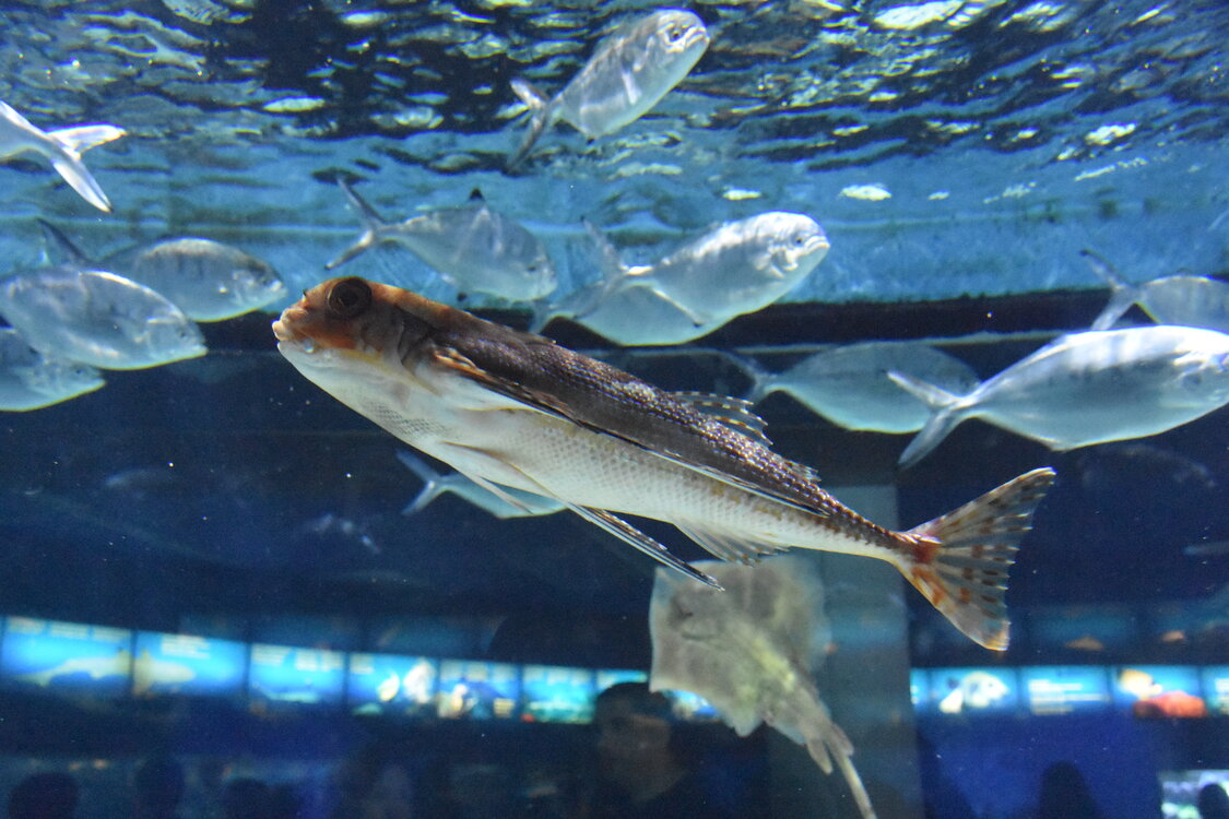 DSC_2166.JPG