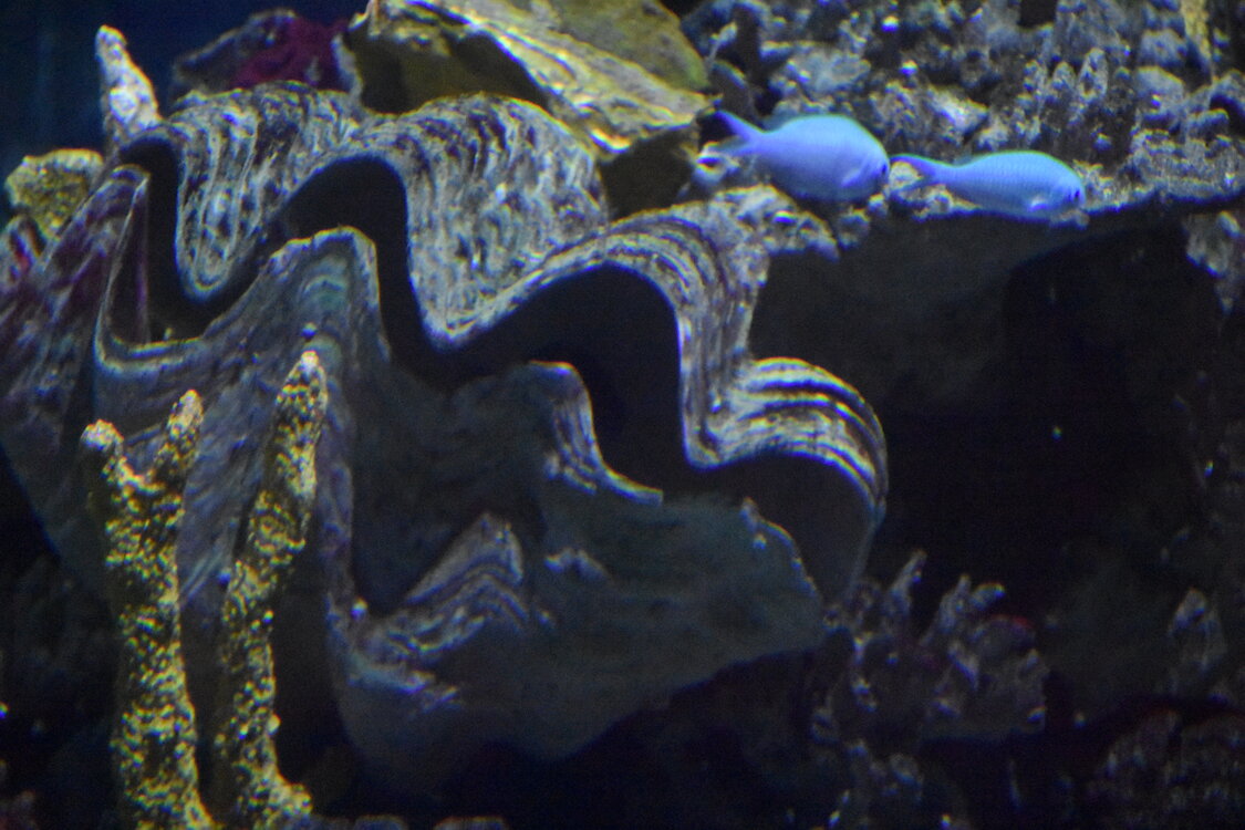 DSC_2176.JPG