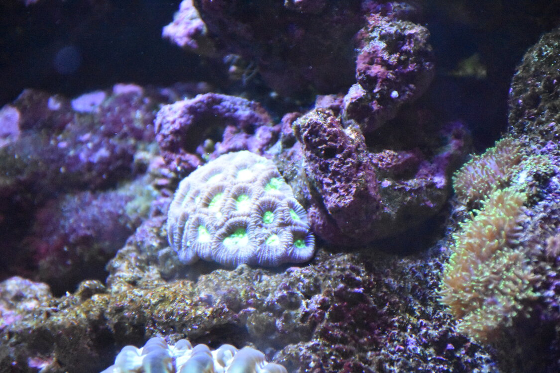 DSC_2185.JPG