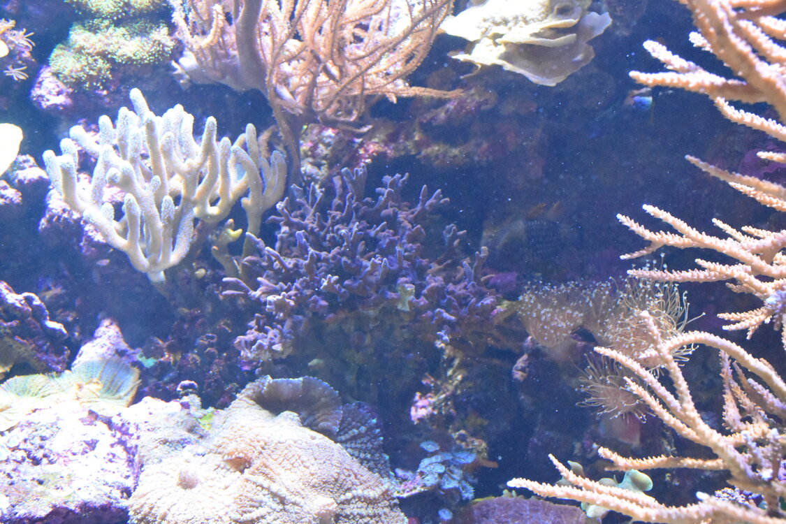 DSC_2186.JPG