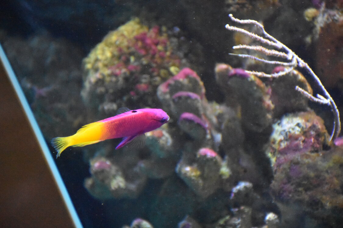 DSC_2194.JPG