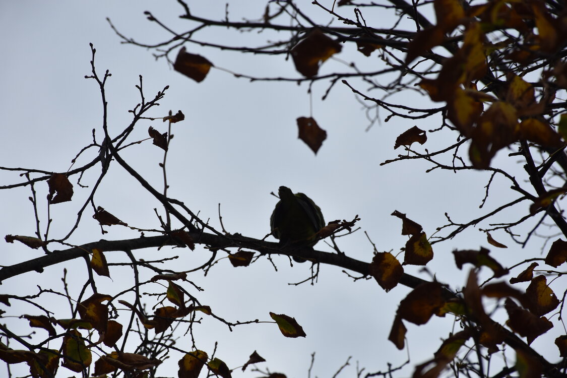 DSC_2285.JPG