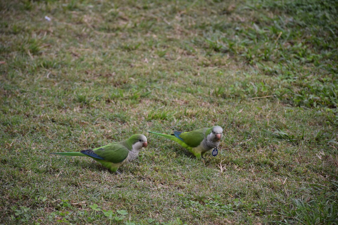 DSC_2290.JPG