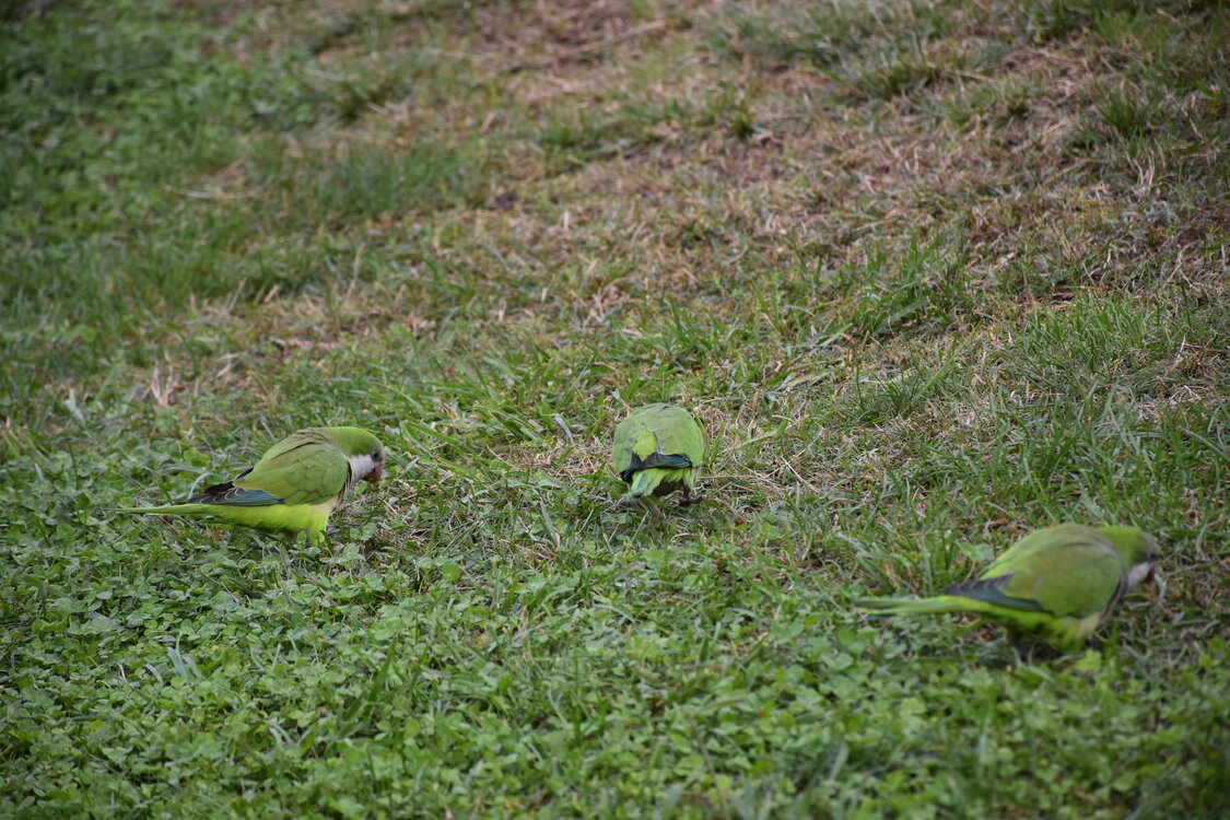 DSC_2292.JPG