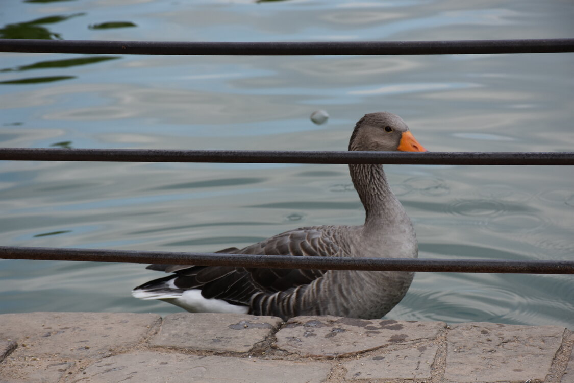 DSC_2296.JPG