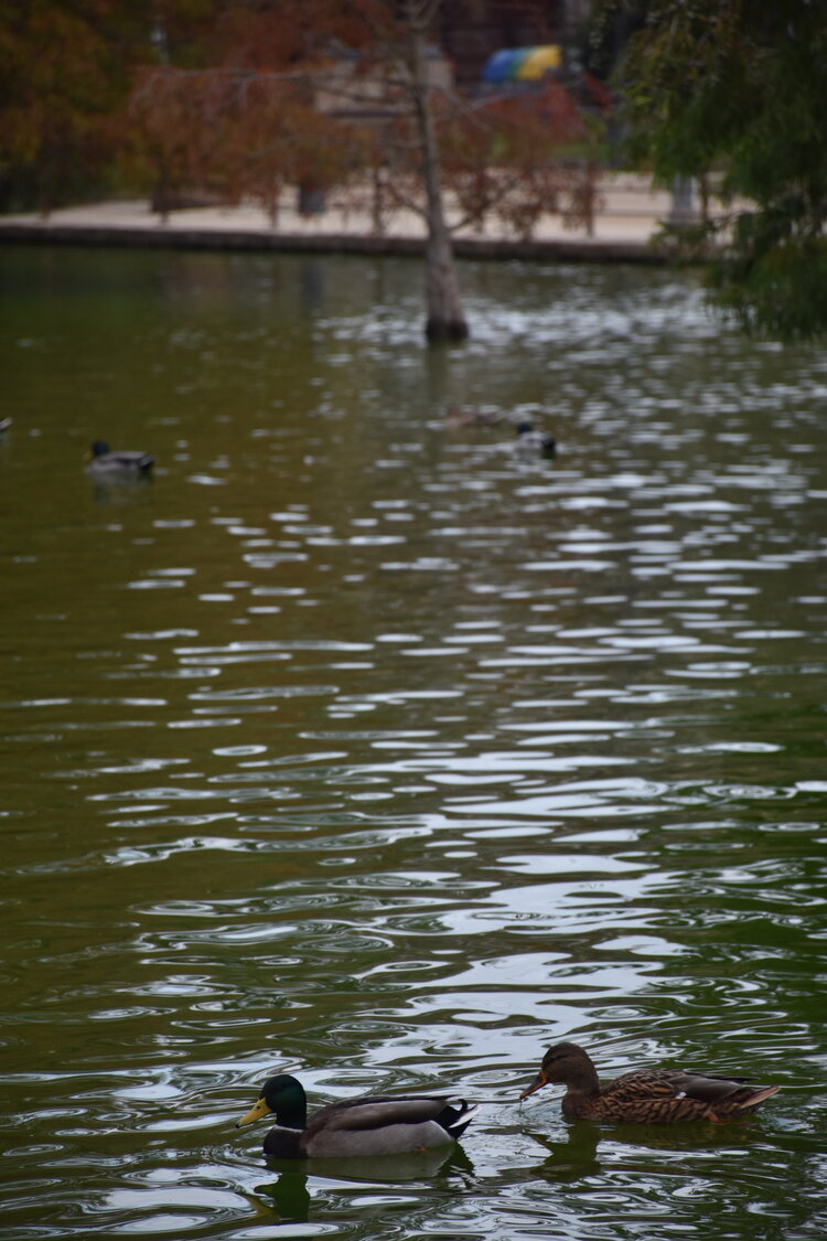 DSC_2299.JPG