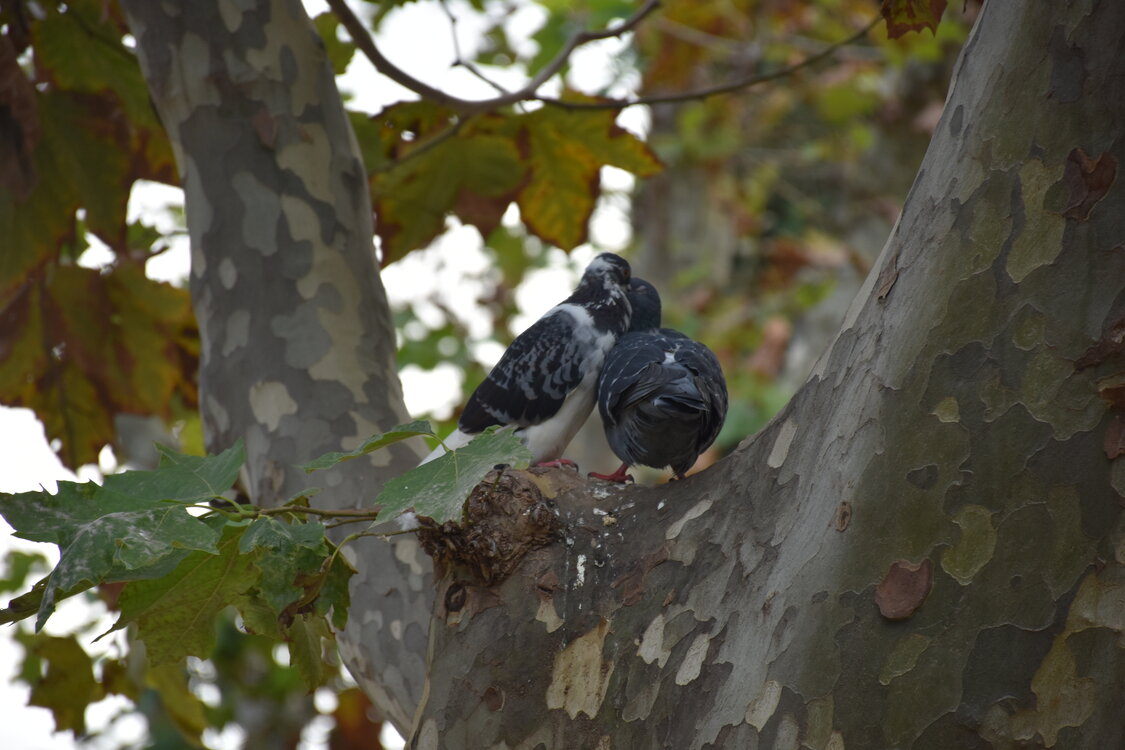 DSC_2328.JPG