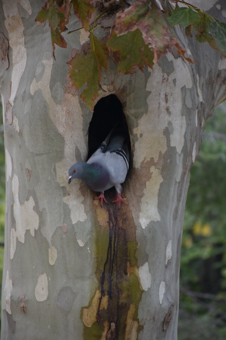 DSC_2337.JPG
