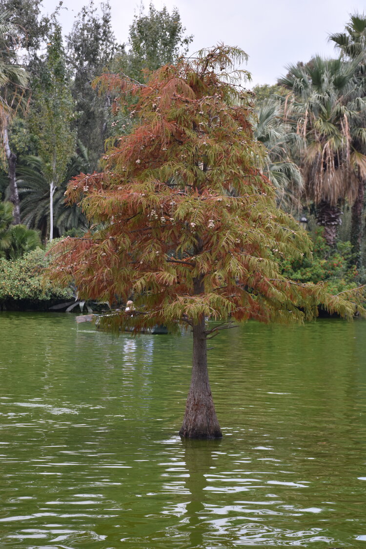 DSC_2342.JPG