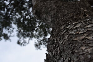 DSC_1719.JPG