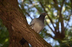 DSC_1983.JPG