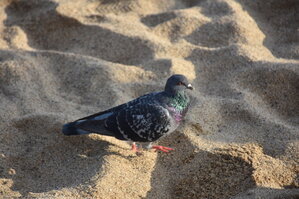 DSC_2057.JPG