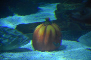 DSC_2199.JPG