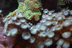 DSC_2234.JPG