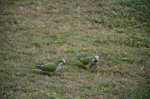 DSC_2290.JPG