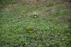 DSC_2291.JPG