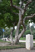 DSC_2295.JPG