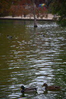 DSC_2299.JPG