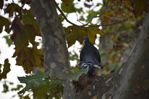 DSC_2330.JPG
