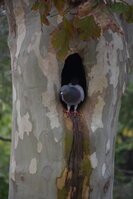 DSC_2336.JPG