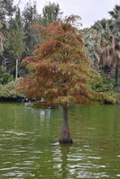 DSC_2342.JPG
