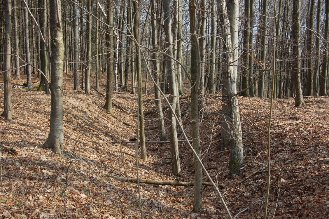 an1_012699.jpg