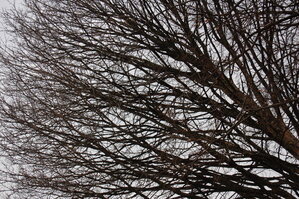 an1_012750.jpg