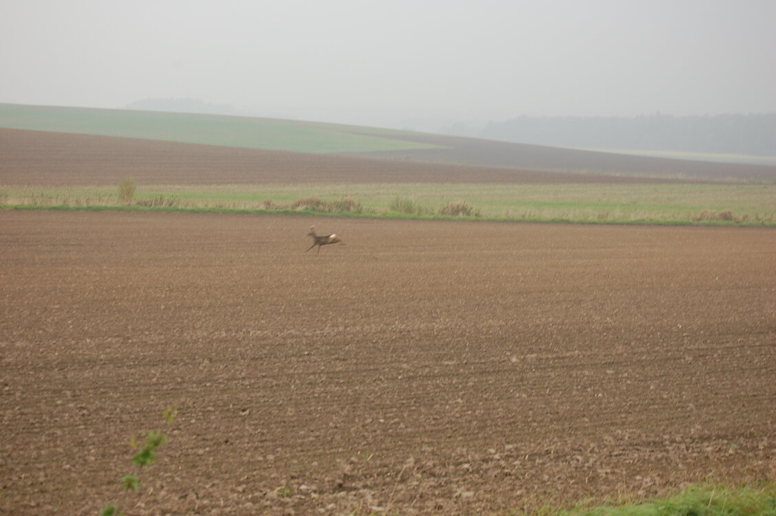 an1_009275.jpg