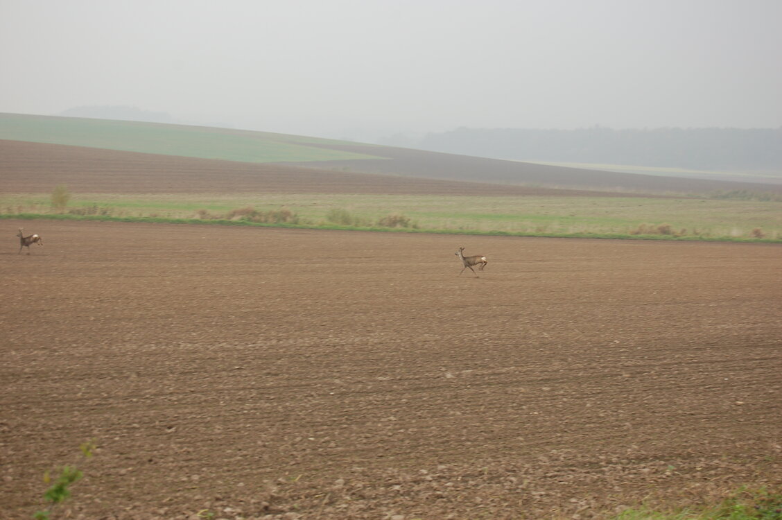 an1_009276.jpg