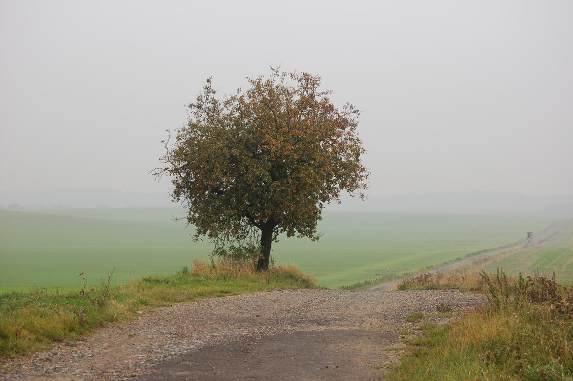 an1_009279.jpg