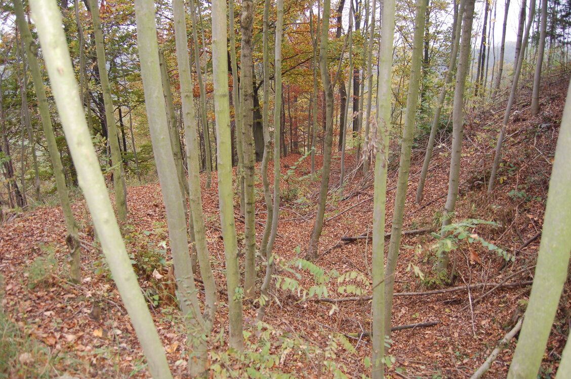 an1_009288.jpg