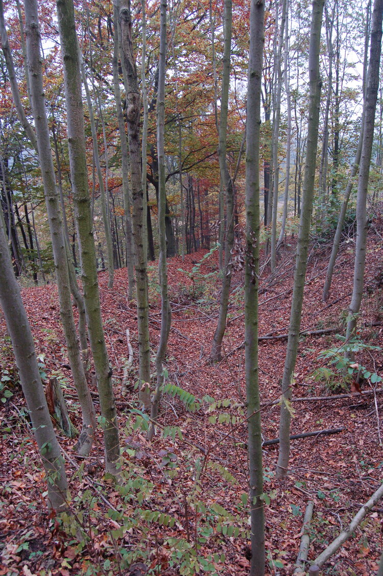 an1_009290.jpg