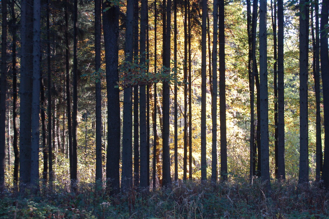 an1_009310.jpg