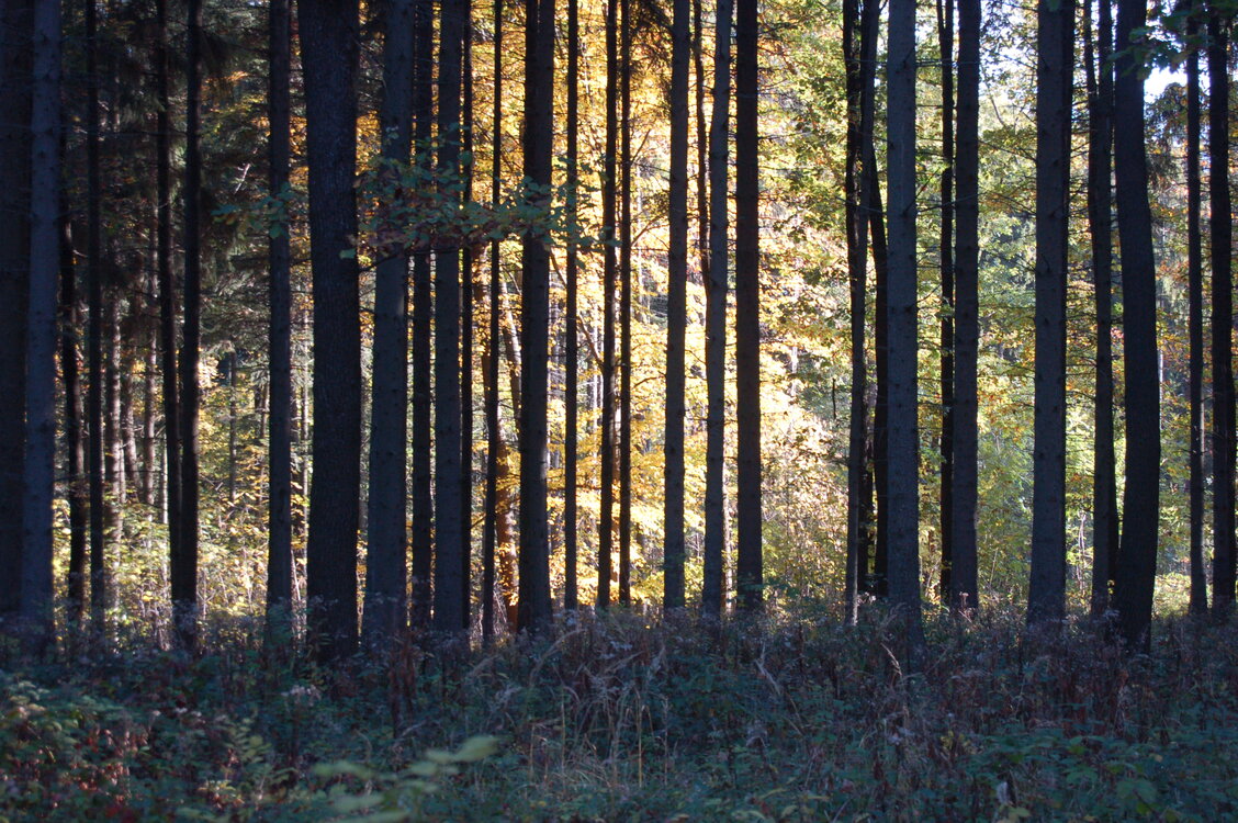 an1_009311.jpg