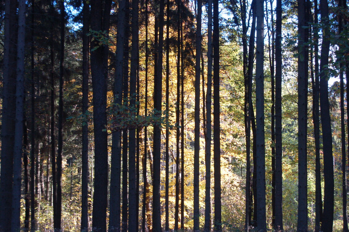 an1_009312.jpg