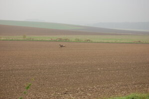 an1_009275.jpg