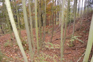 an1_009288.jpg