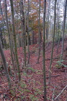 an1_009290.jpg