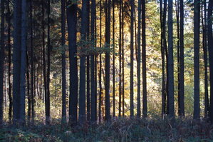 an1_009310.jpg