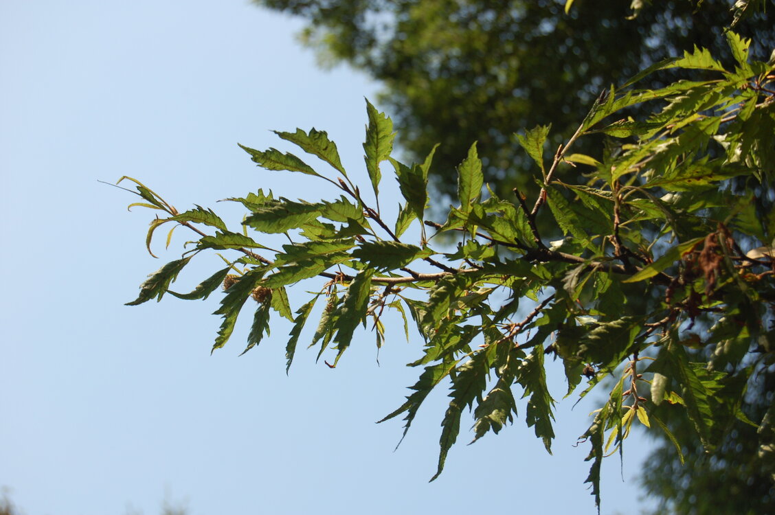an1_043511.jpg