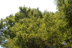 an1_043510.jpg